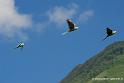 perruches_2863