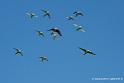 perruches_2864