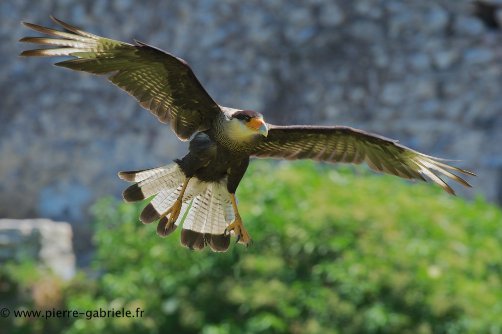caracara_0695.jpg