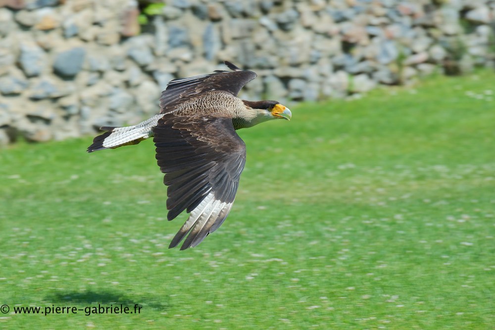 caracara_0735.jpg