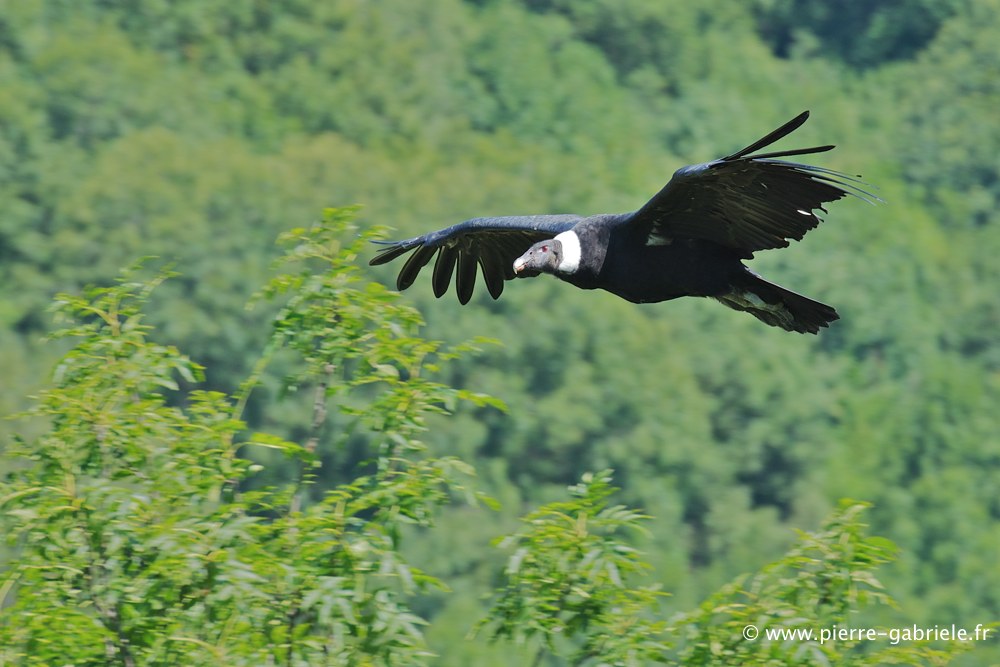 condor_2558.jpg