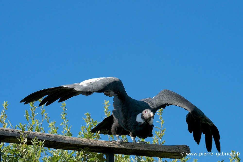 condor_2812.jpg