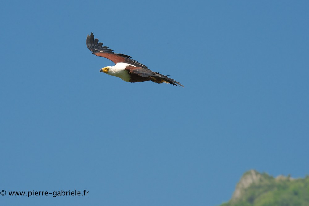 pygargue_0587.jpg