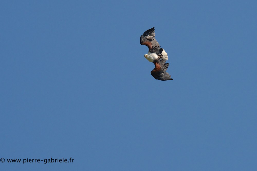 pygargue_0606.jpg