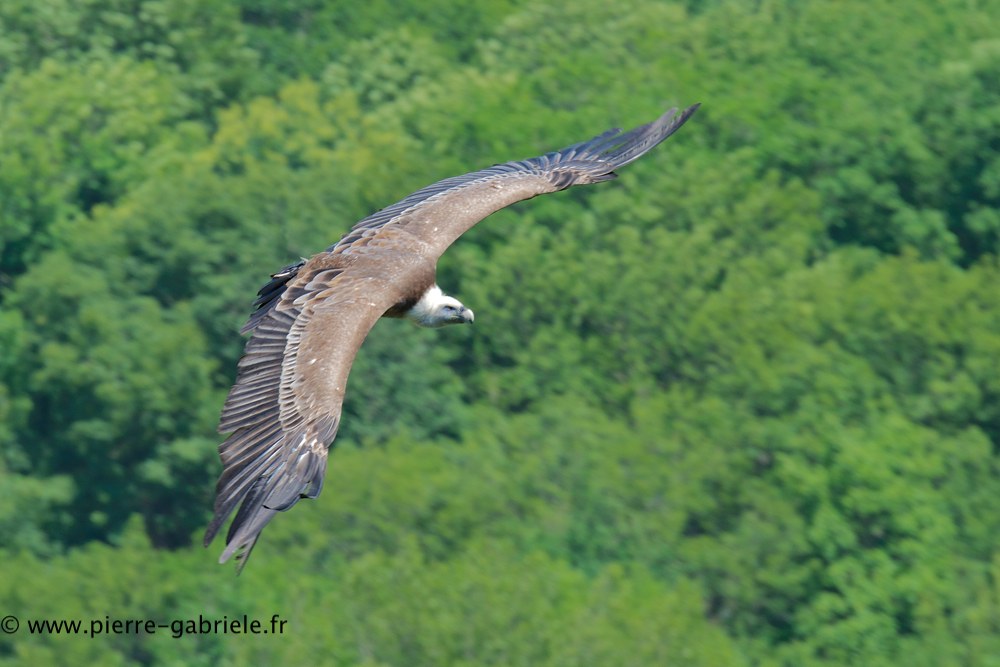 vautour_0852.jpg