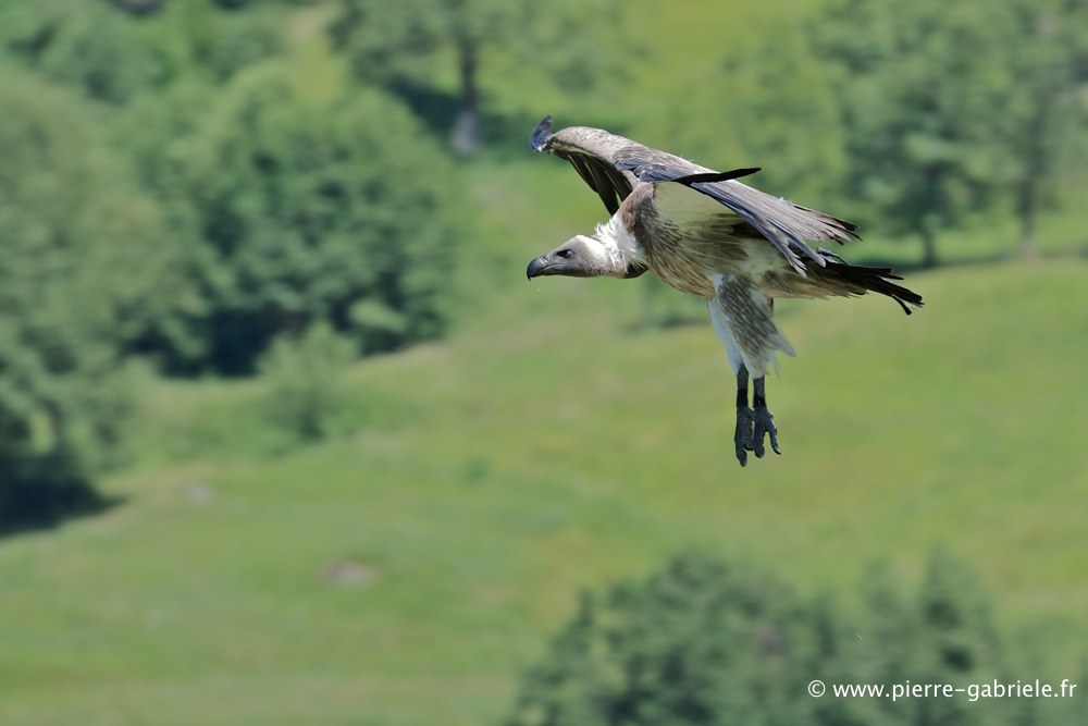 vautour_2555.jpg