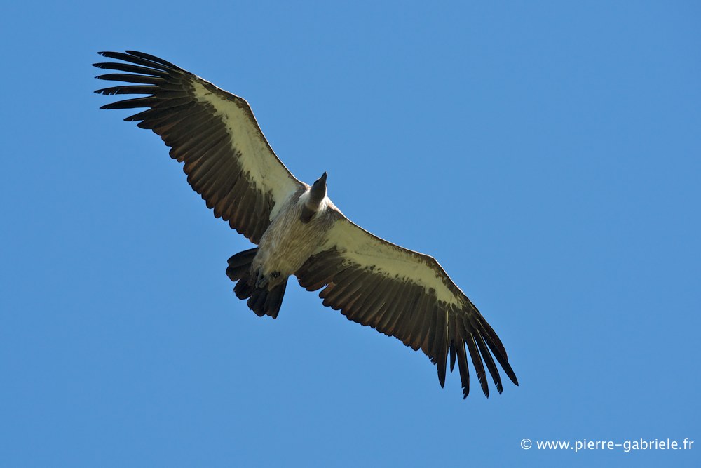 vautour_2604.jpg