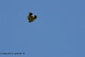 buse_0751