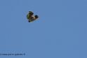 buse_0752