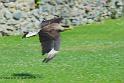 caracara_0735