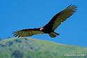 vautour-aura_2451
