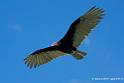 vautour-aura_2452