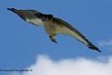 vautour_0828