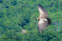 vautour_0831