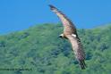 vautour_0832
