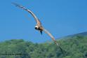 vautour_0833