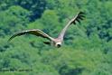 vautour_0834