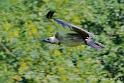 vautour_2535