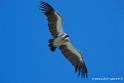 vautour_2538