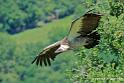 vautour_2552