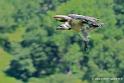 vautour_2554