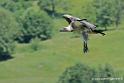 vautour_2555