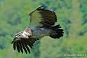 vautour_2557