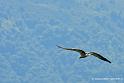 vautour_2573