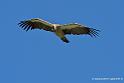 vautour_2575