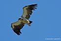 vautour_2578