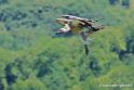 vautour_2582