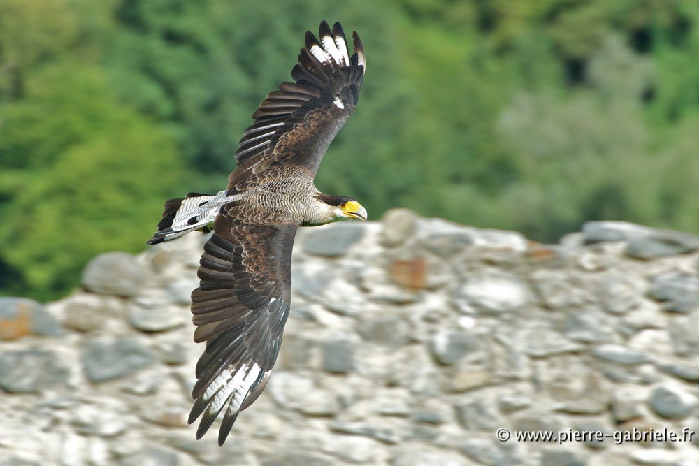 caracara_4730.jpg