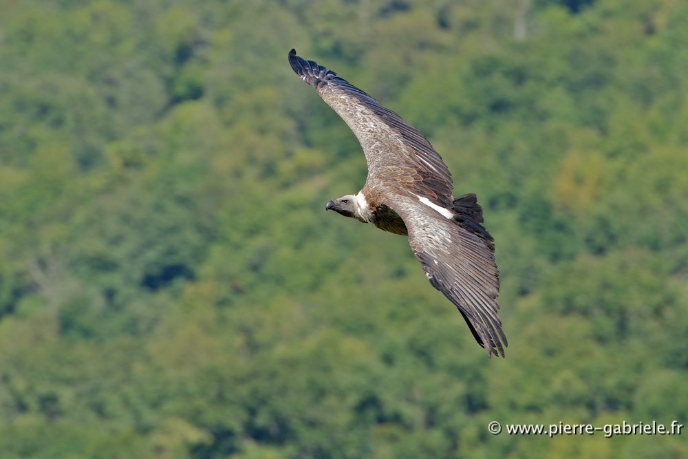 vautour_4822.jpg