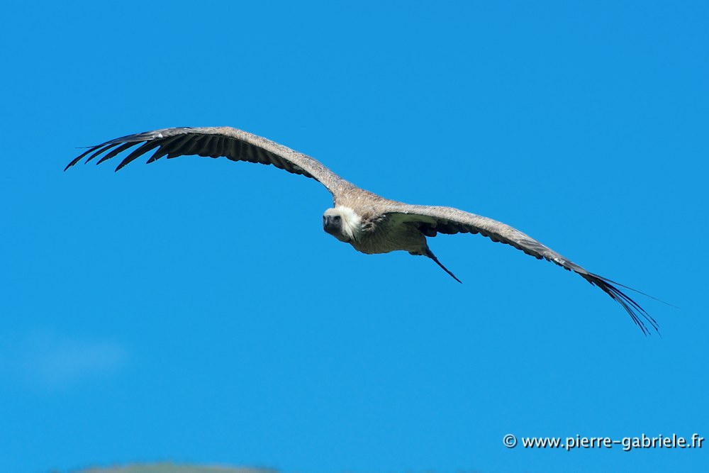 vautour_4823.jpg