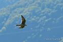 faucon_4683