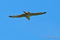 faucon_4685
