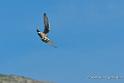 faucon_4687