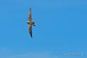 faucon_4692