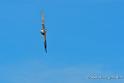 faucon_4693