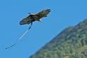 faucon_4696