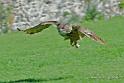 grand-duc_4796