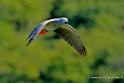 rosalbin_4840