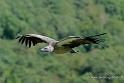 vautour_4810