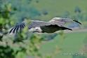 vautour_4812