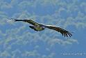 vautour_4817