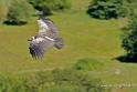 vautour_4821