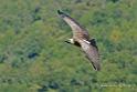 vautour_4822