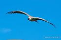 vautour_4823