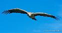 vautour_4824