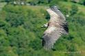 vautour_4827